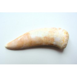 Tooth of Enchodus