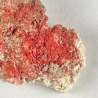 Metastibine, USA