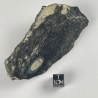 Rutile