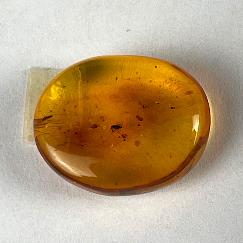 Insect in amber, Lithuania