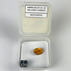 insecte dans l'ambre, Lituanie