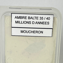 insecte dans l'ambre, Lituanie