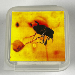 insecte dans l'ambre, Lituanie