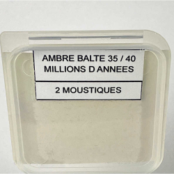 insecte dans l'ambre, Lituanie