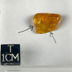 insecte dans l'ambre, Lituanie