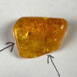 Insect in amber, Lithuania