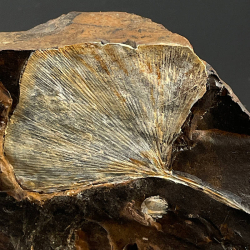 Ginkgo Adiantoides, USA