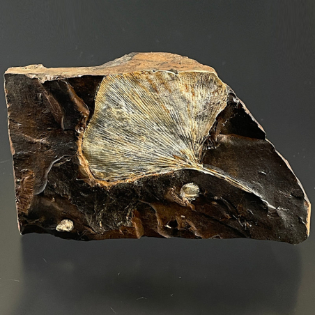 Ginkgo Adiantoides, USA