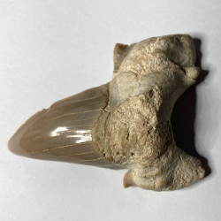 Shark Tooth, Morocco