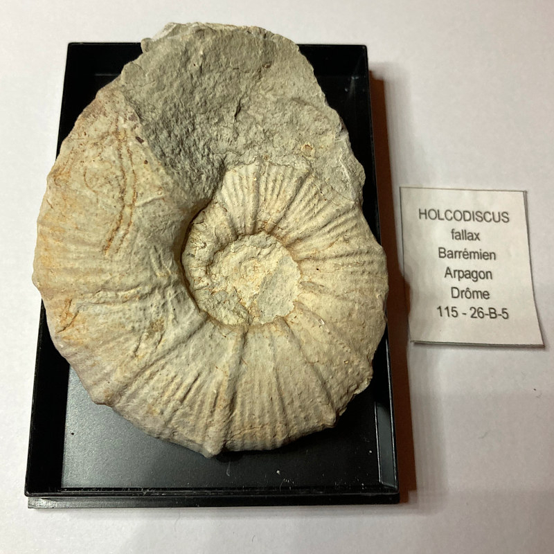 Ammonite Holcodiscus, France