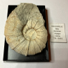 Ammonite Holcodiscus, France