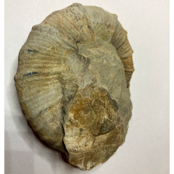 Ammonite Holcodiscus, France
