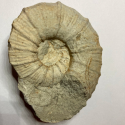 Ammonite Holcodiscus, France