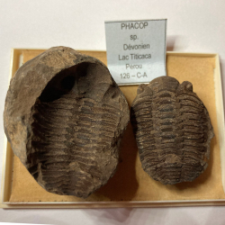 Trilobite Metacrypheus, Bolivia