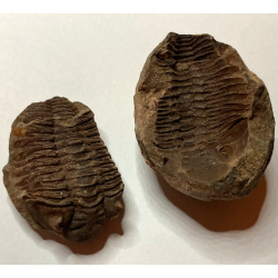 Trilobite Metacrypheus, Bolivia