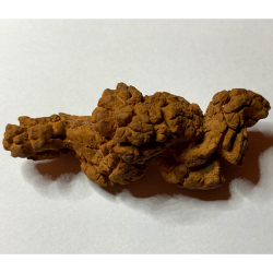 Coprolite, USA