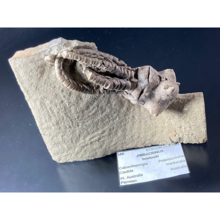 Crinoïde Jimbacrinus, Australie