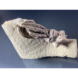 Crinoïde Jimbacrinus, Australie