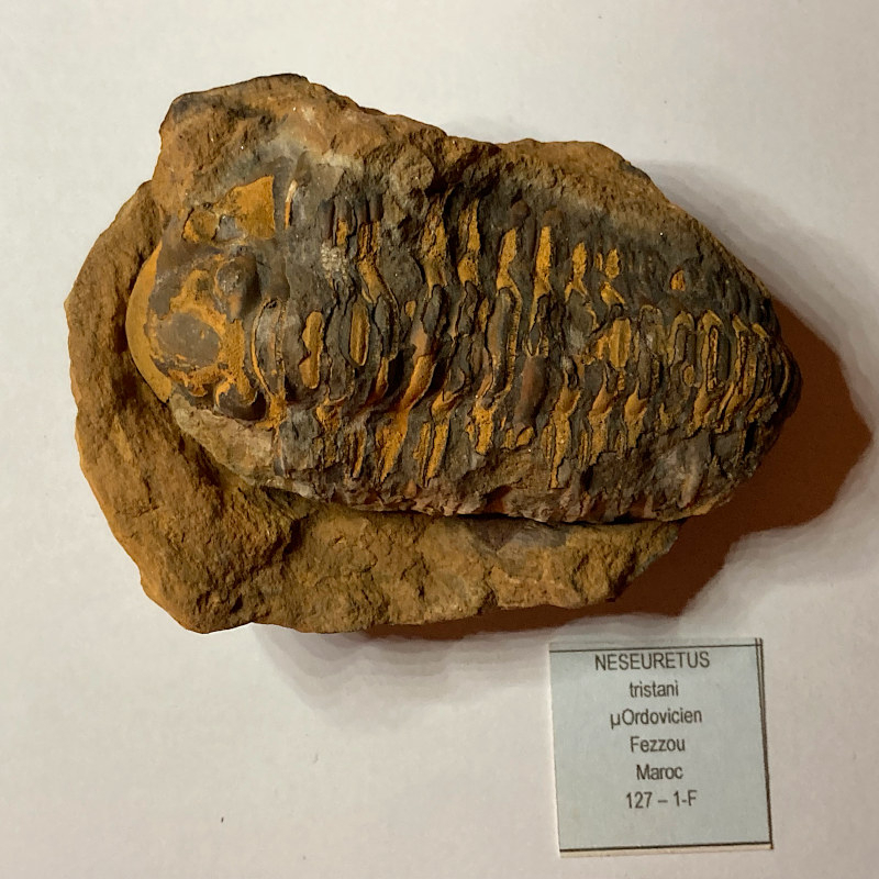 Trilobite Neseuretus, Morocco