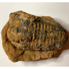 Trilobite Neseuretus, Morocco