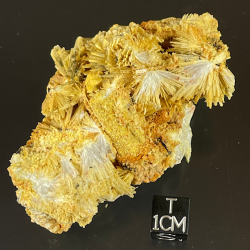 Valentinite, Algérie