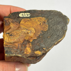 Crocidolite, Afrique du Sud