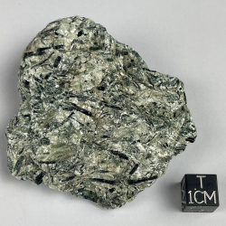 Actinote, Nouvelle-Calédonie, France