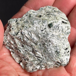 Actinote, Nouvelle-Calédonie, France