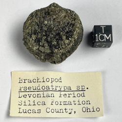 Brachiopode, USA