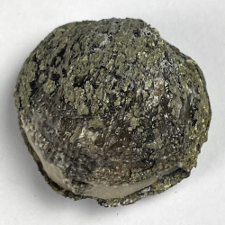 Brachiopod, USA