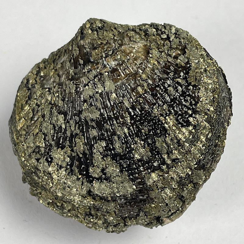 Brachiopod, USA