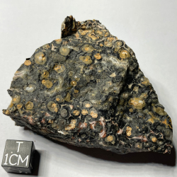 Panther Jasper, Mexico