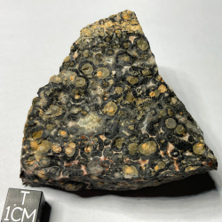 Panther Jasper, Mexico