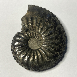 Amaltheus Margaritatus, France