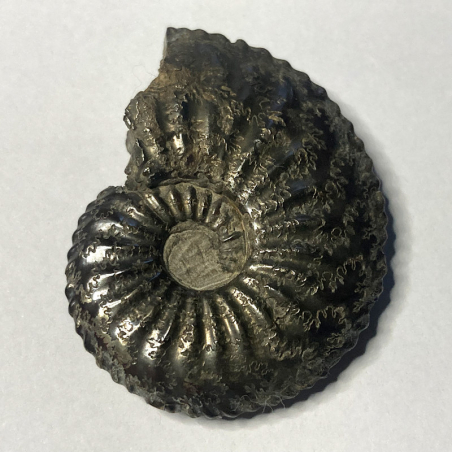 Amaltheus Margaritatus, France