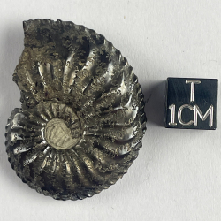 Amaltheus Margaritatus, France