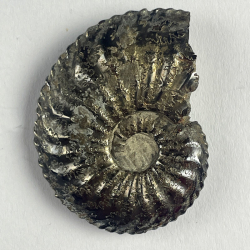 Amaltheus Margaritatus, France