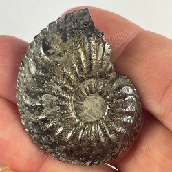 Amaltheus Margaritatus, France