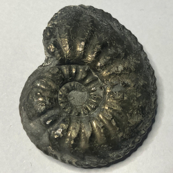 Amaltheus Gibbosus, France