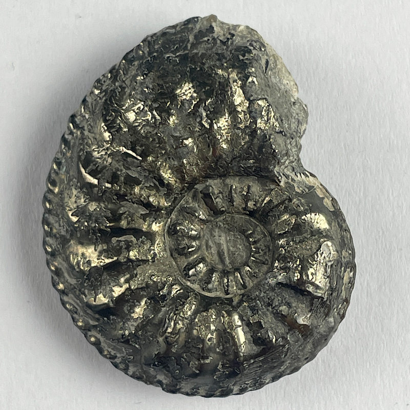 Amaltheus Gibbosus, France