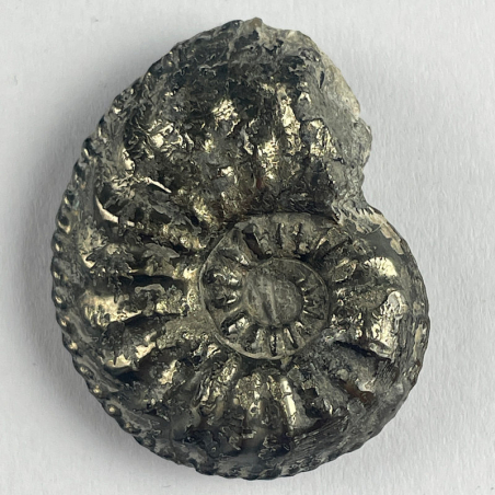 Amaltheus Gibbosus, France