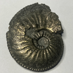 Amaltheus Gibbosus, France