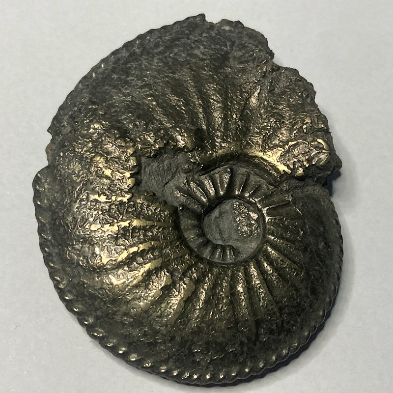 Amaltheus Margaritatus, France