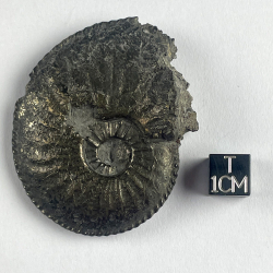 Amaltheus Margaritatus, France