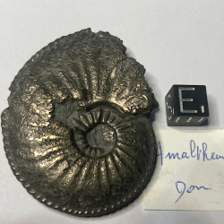 Amaltheus Gibbosus, France