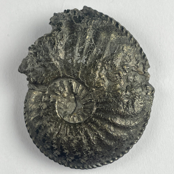 Amaltheus Gibbosus, France