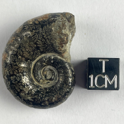 Lytoceras Cornucopia, France