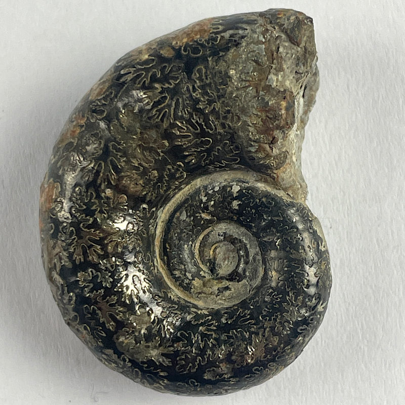 Lytoceras Cornucopia, France