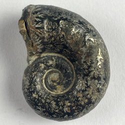 Lytoceras Cornucopia, France