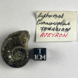 Lytoceras Cornucopia, France